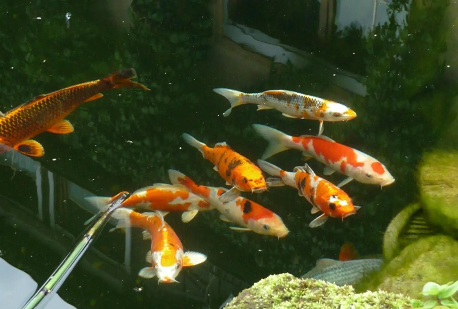 Ferienwohnung Wassergartenparadies Harsdorf 德国